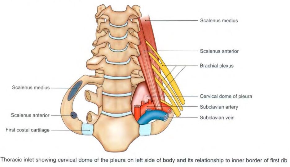 thoracic_inlet.jpg