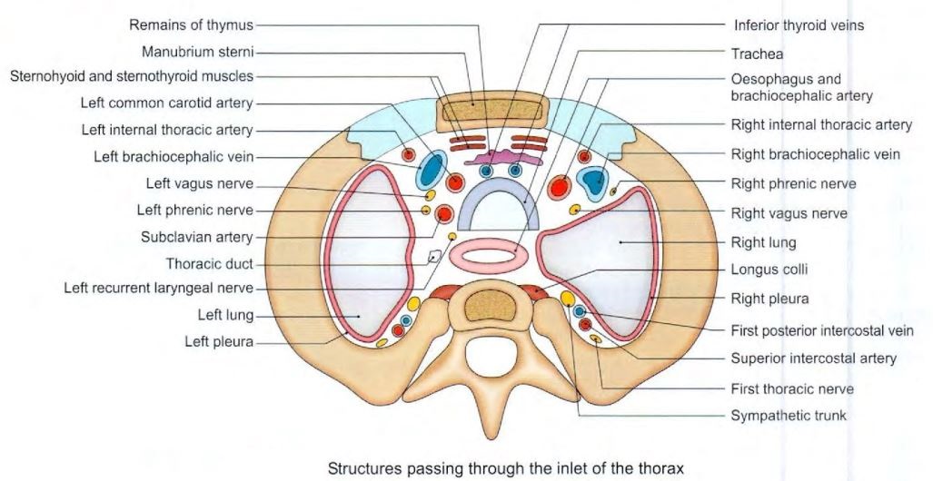 thorax-inlet-section.jpg