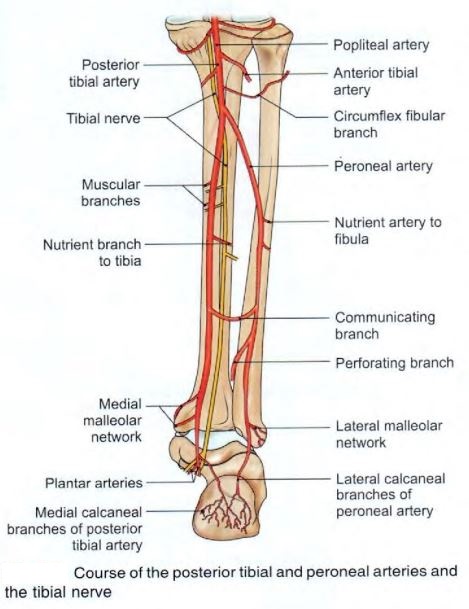 tibial-artery-posterior.jpg