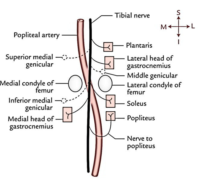 tibial-nerveschema.jpg