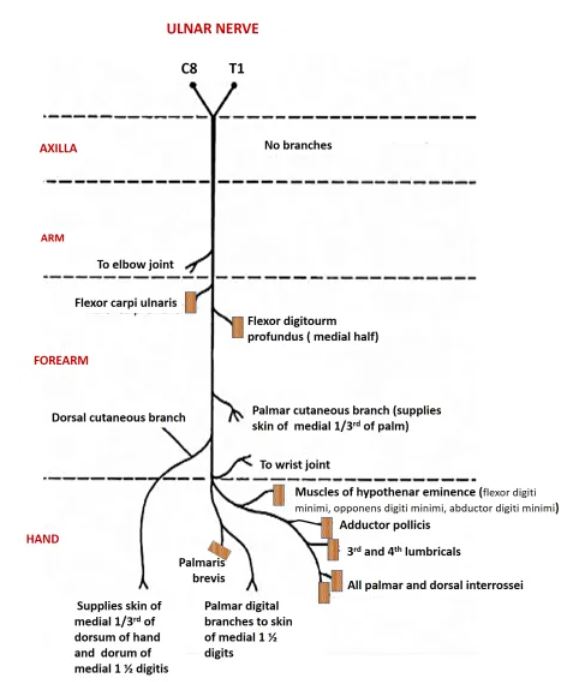 ulnar_nerve.jpg