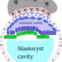 embry-fullblastocyst.png