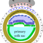 embryo-extraembrymeso.png