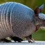 armadillo.jpeg