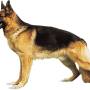 dog_german-shepherd.jpg