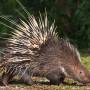 porcupine.jpg