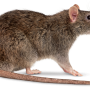 rat.png