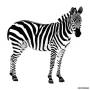 zebra.jpg