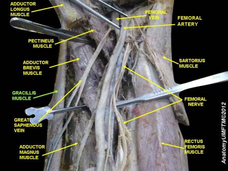 adductor-brevis-muscle.jpeg