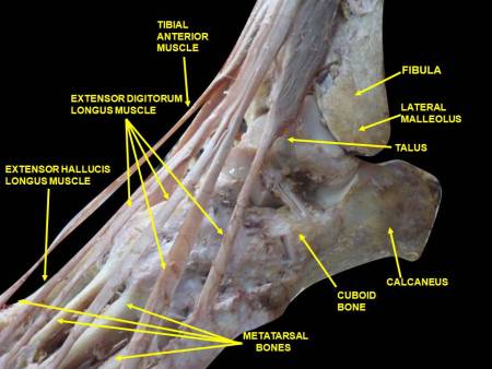 ankle-lateral-view.jpeg