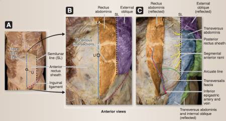 anterior-abd-wall-2.jpg