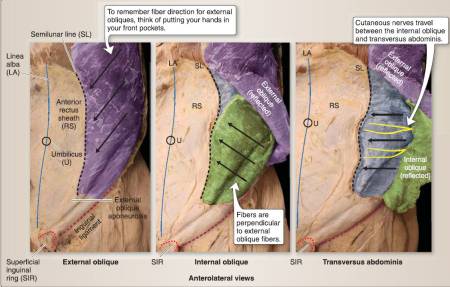 anterior-abdominal-wall.jpg