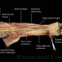 anterior-forearm_-intermediate-layer.jpg