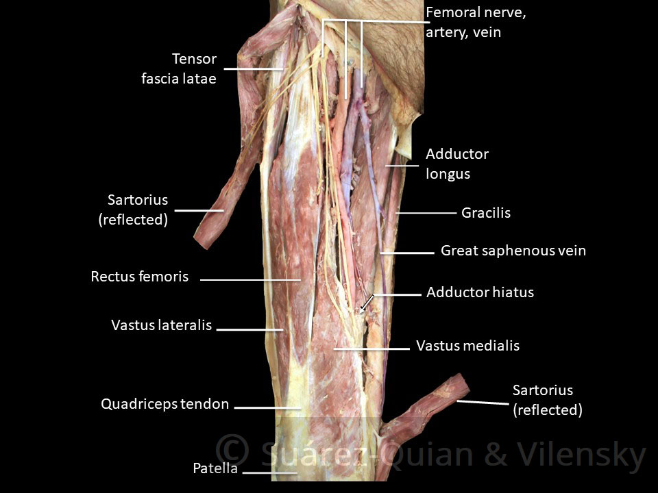 anterior-thigh-muscles.jpg