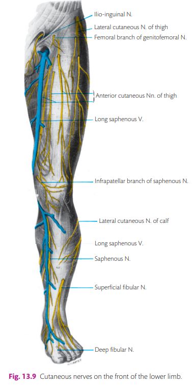 cutaneous_nerves_front_thigh.jpg