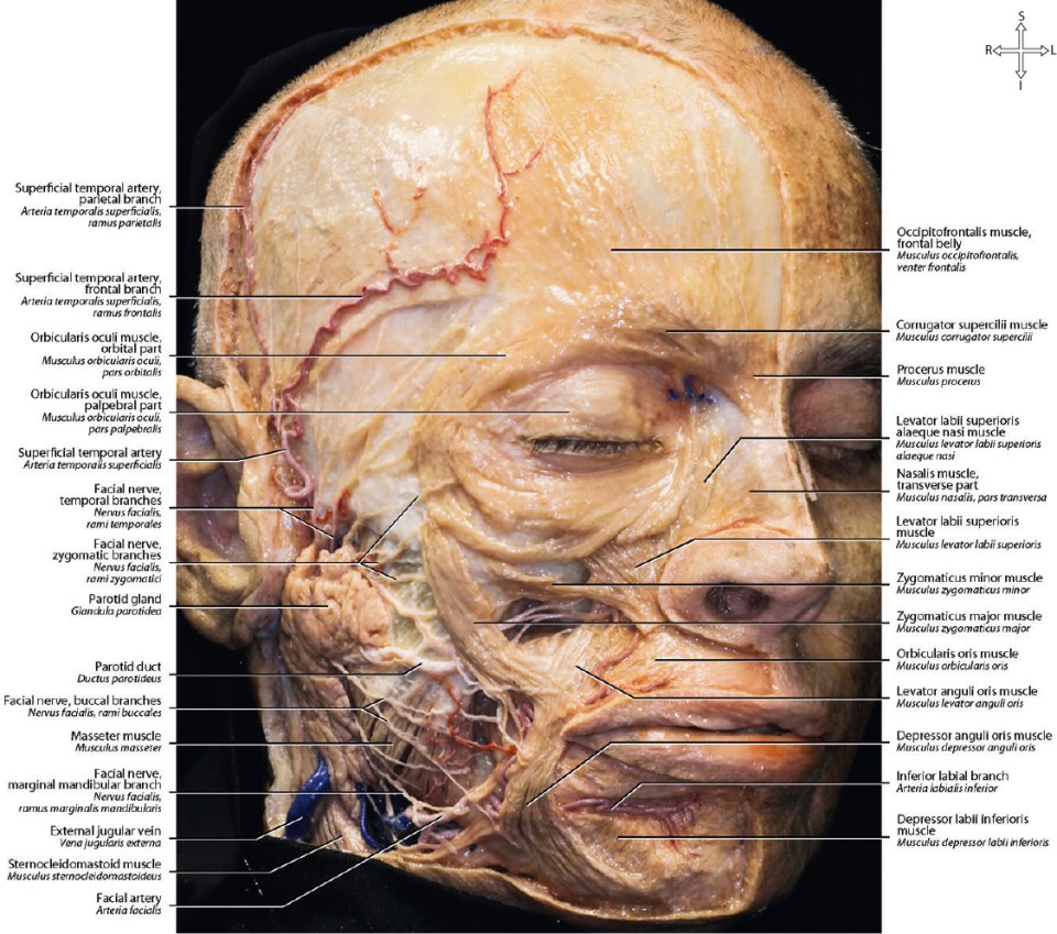 face-muscles-arteries.jpg