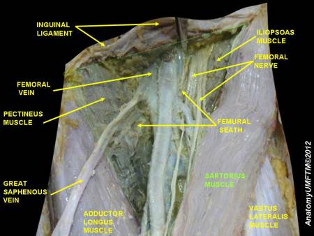 femoral-triangle.jpeg