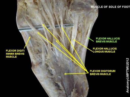 foot-sole-flexor-muscle.jpeg