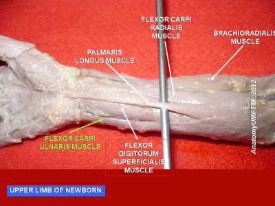 foream-anterior-infant.jpeg