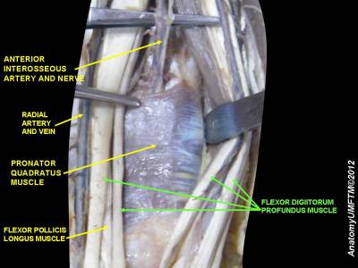 forearm-pronator-quadr.jpeg