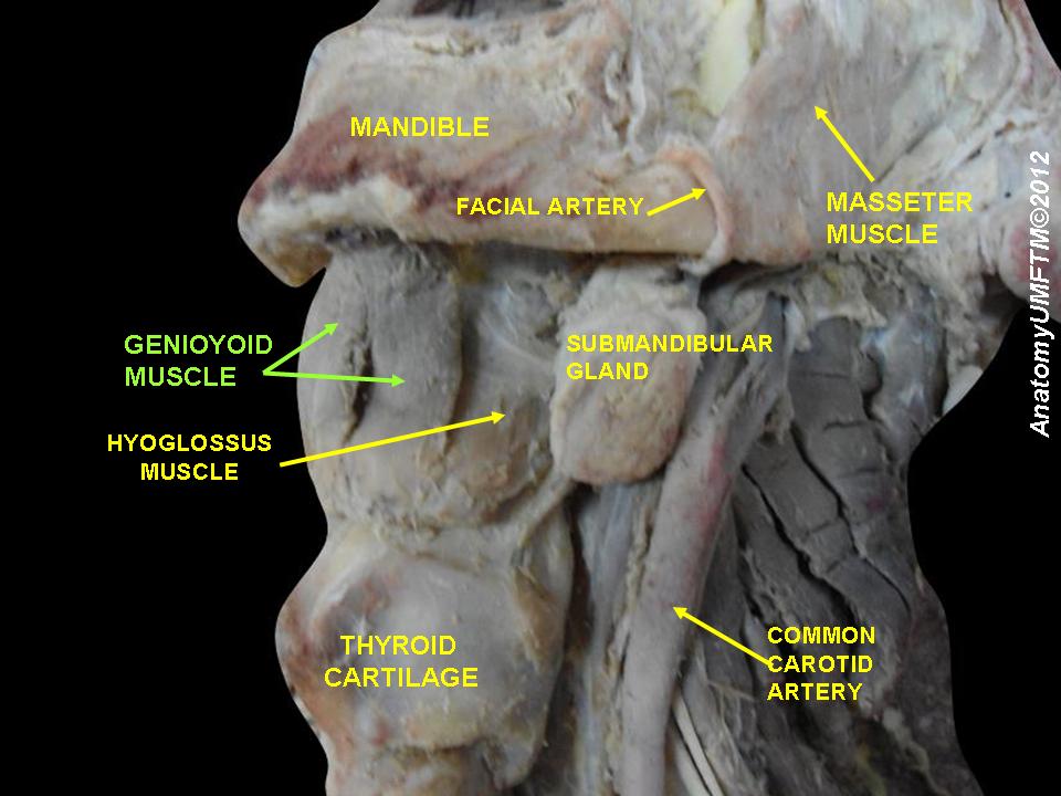 geniohyoid-lat_view.jpeg