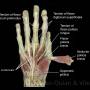 hand-muscles-lumbricals.jpg