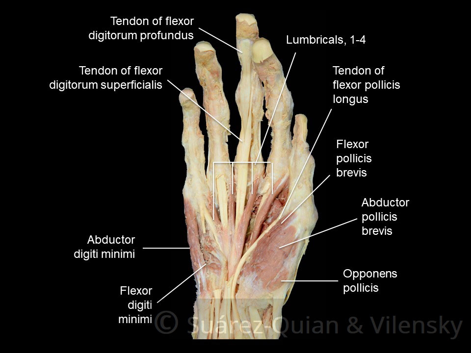 hand-muscles-thenar-and-hypothenar.jpg