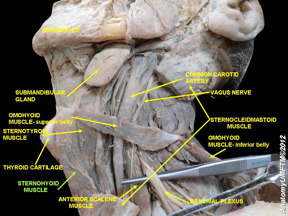 infrahyoid-muscles.jpeg