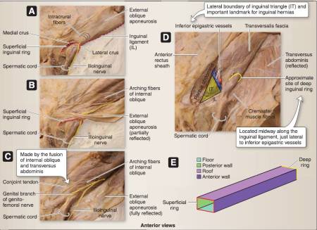 inguinal-canal.jpg