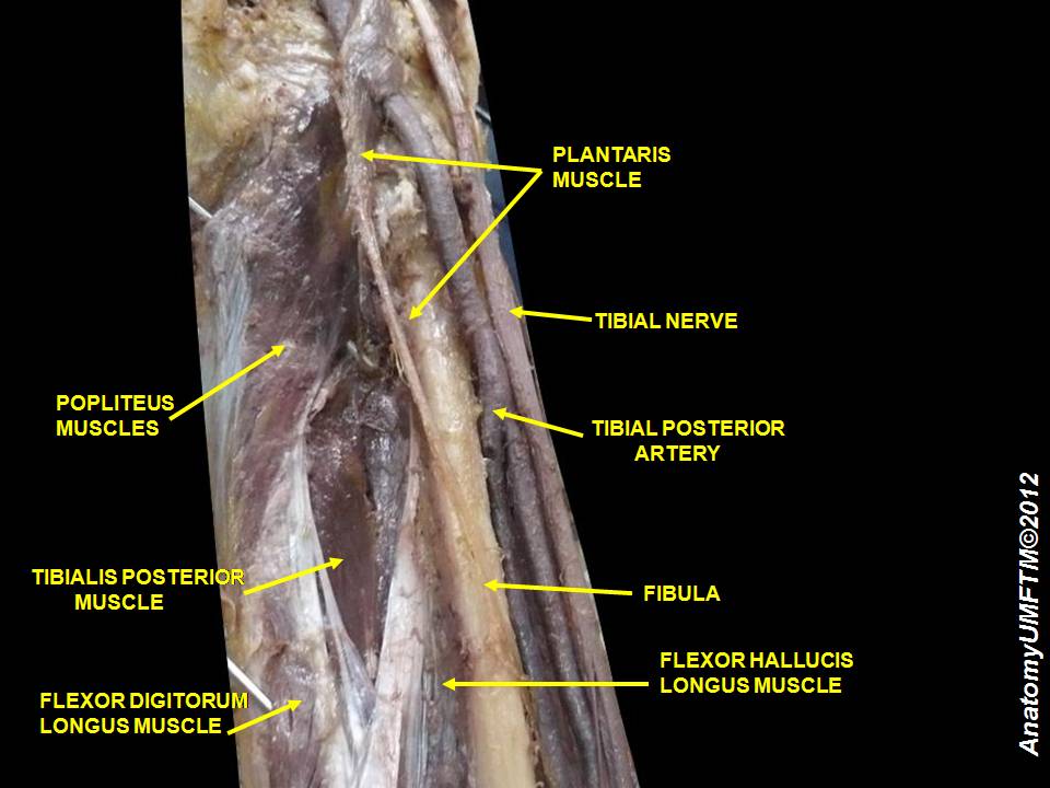 leg-posterior-view.jpeg