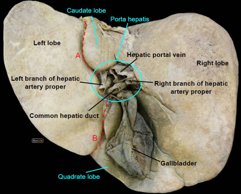 liver-inferior-2.jpg