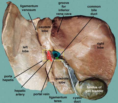 liver-inferior.jpg