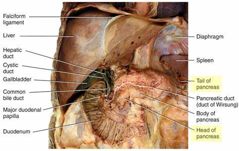 liver-inside_cadaver.jpeg