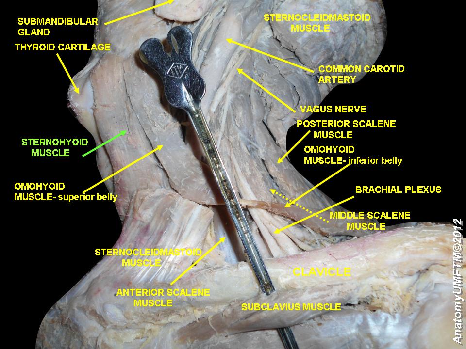 omohyoid-subclavius-muscle.jpeg