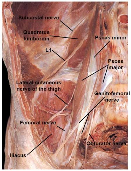 posterior-abdominal-wall-nerves.jpg