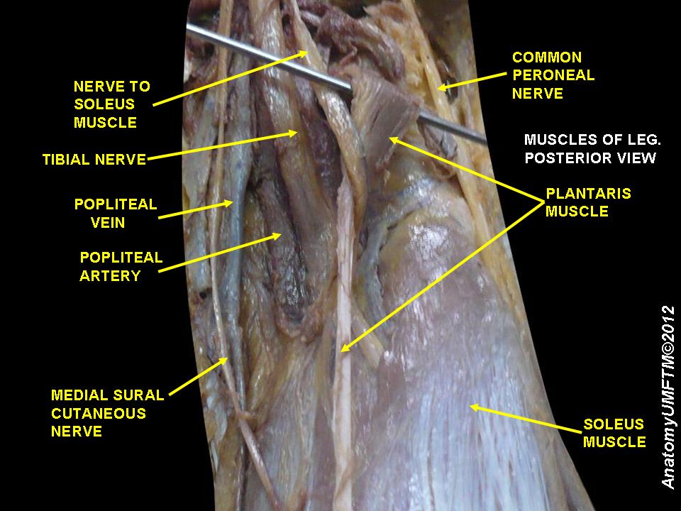 posterior-leg-sura.jpeg