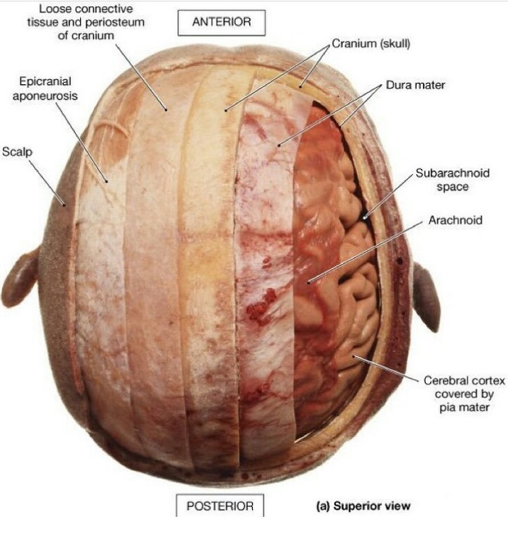 scalp-layers.jpg