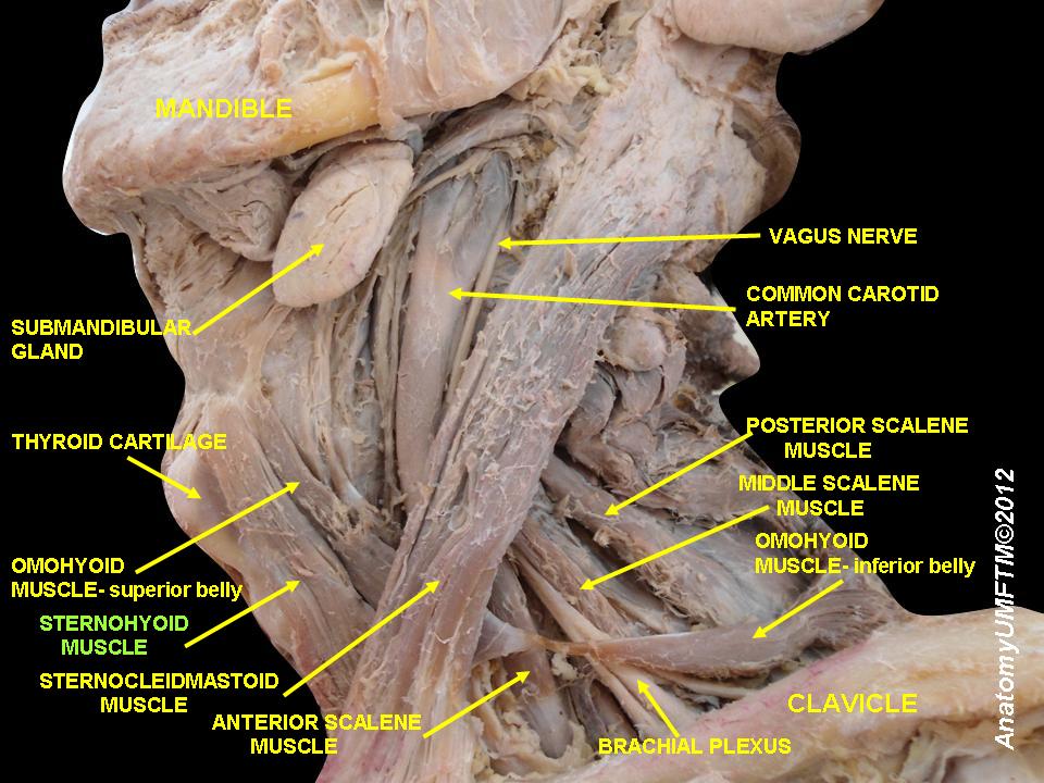 sterno-and-omo-hyoidmuscle-latview.jpeg