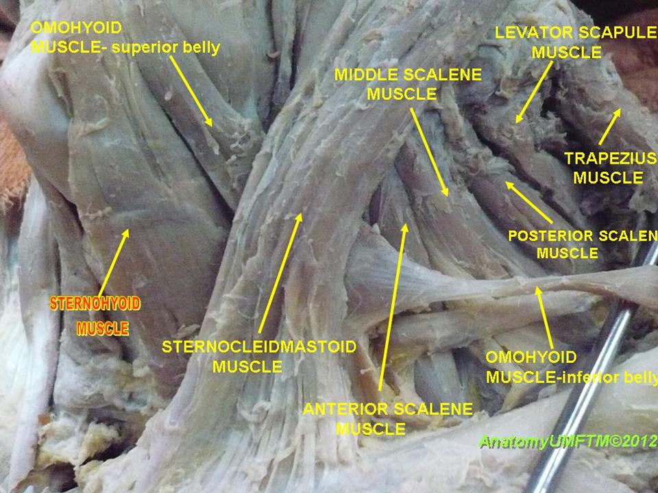 sterno-and-omo-hyoidmuscle.jpeg