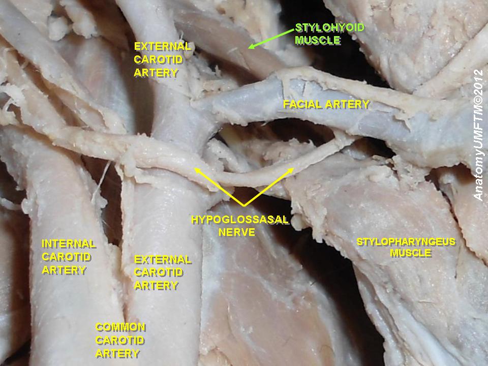 stylohyoid_muscle.jpeg