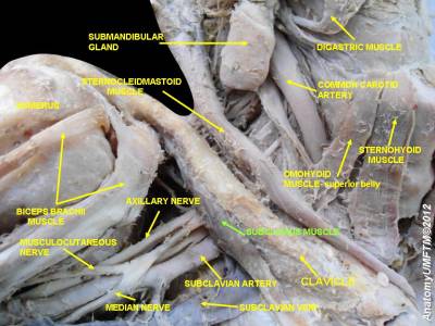 subclavius-view.jpeg