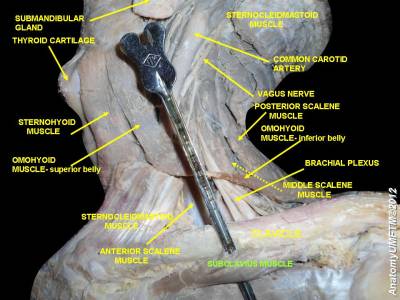 subclavius.jpeg