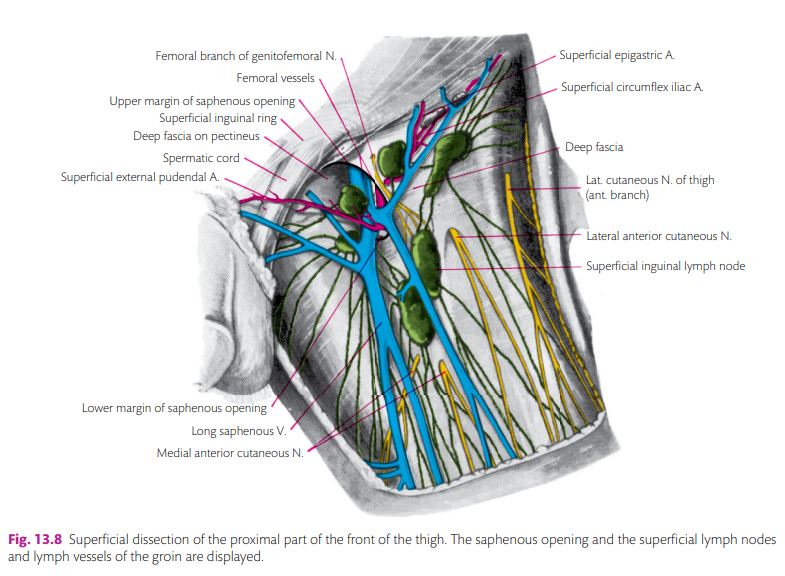 superficial_dissection_of_front_of_thigh.jpg