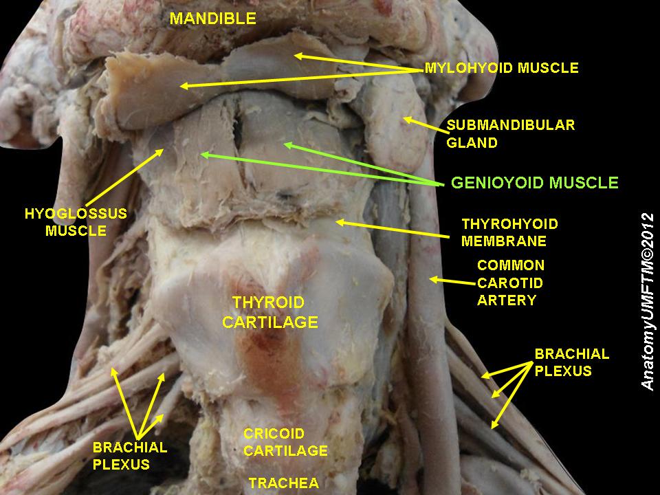 suprahyoid-muscles.jpeg