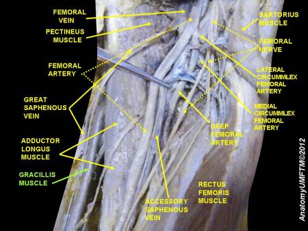 thigh-anterior-structures.jpeg