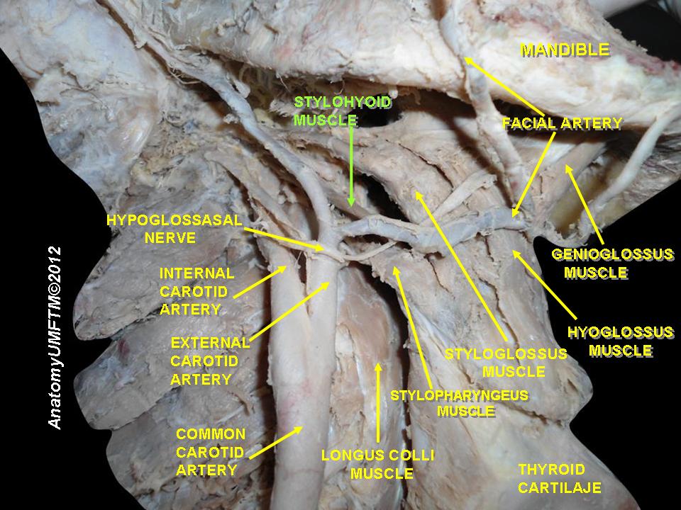 tongue-muscles.jpeg