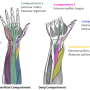 wrist_-extensor-compartment.png