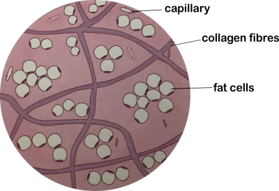 ADIPOSE TISSUE