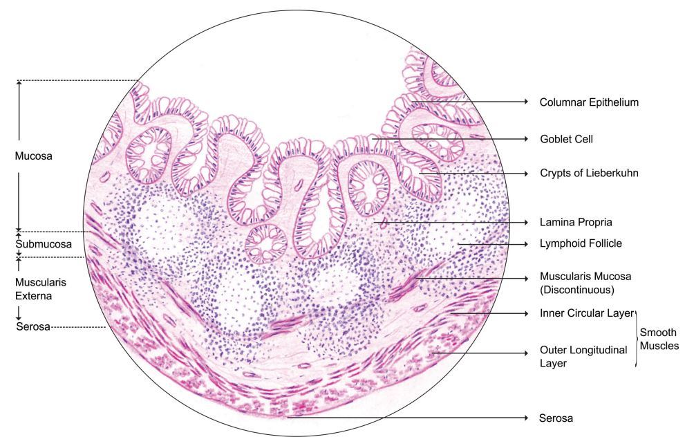 appendix.jpg