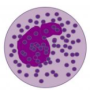 basophil.png